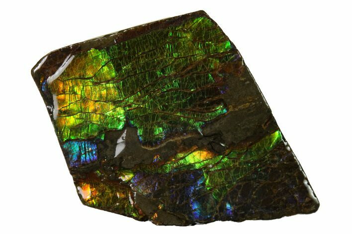 Iridescent Ammolite (Fossil Ammonite Shell) - Alberta, Canada #156742